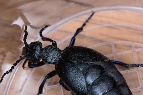 Meloe sp.